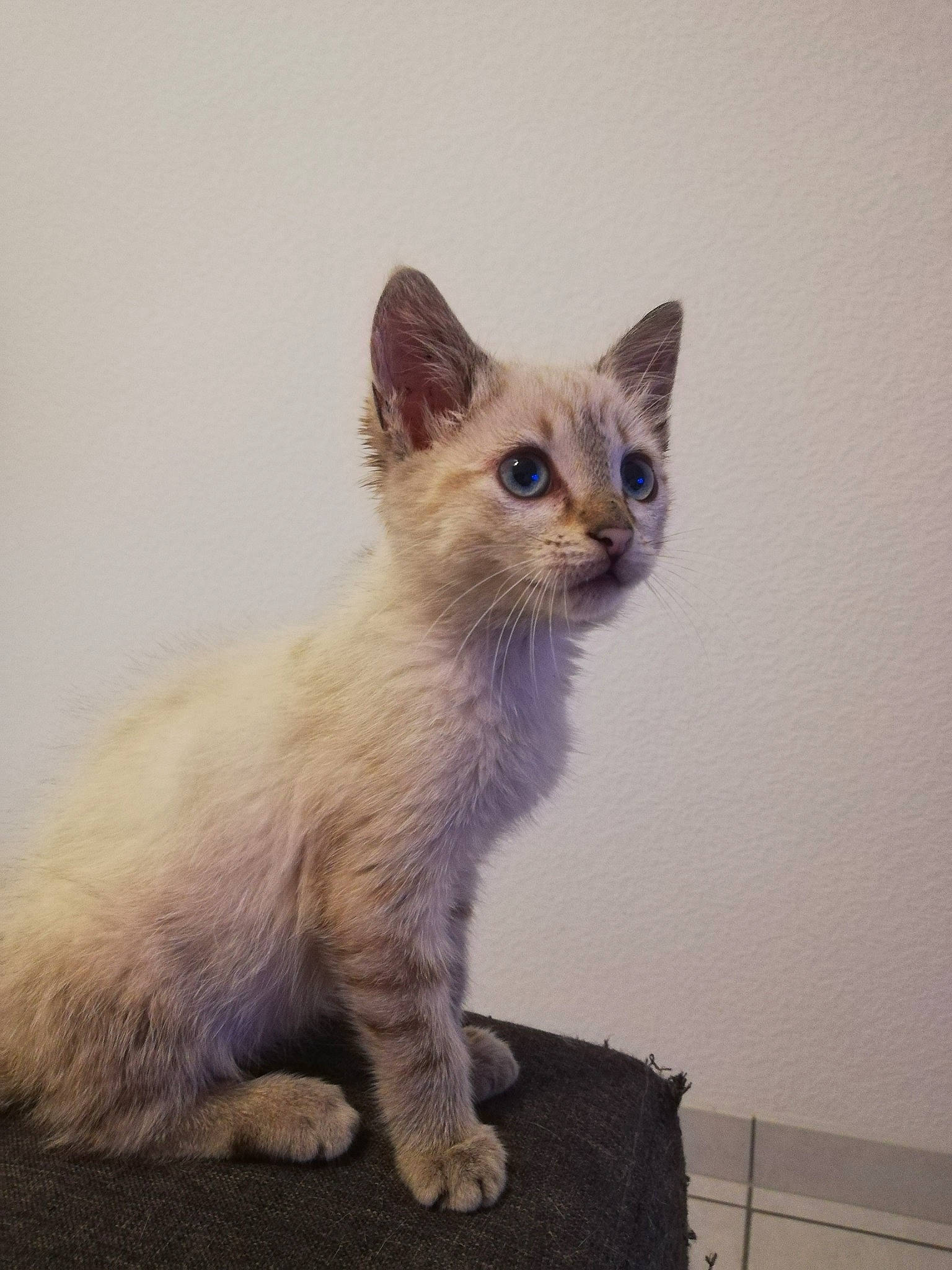 Calypso a rejoint le concours — aidez-le/la à gagner de superbes lots ! asian, balinese, birman, carnivore, cat, colorpoint_shorthair, domestic_short_haired_cat, felidae, german_rex, javanese, kitten, mammal, ojos_azules, ragdoll, siamese, small_to_medium_sized_cats, thai, tonkinese, vertebrate, whiskers