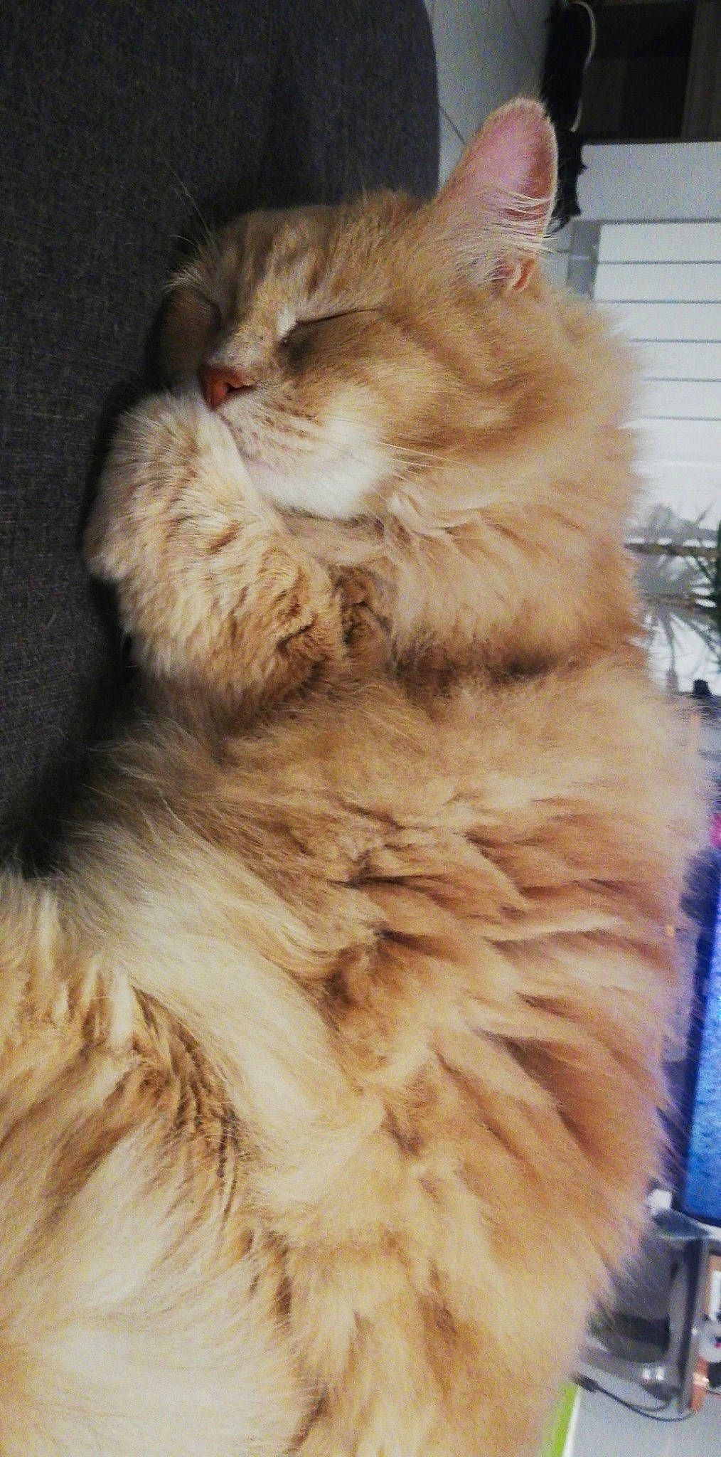 Gyzmo participe au concours pour gagner de l'argent avec cette photo : asian_semi_longhair, british_longhair, british_semi_longhair, carnivore, cat, cymric, domestic_long_haired_cat, fawn, felidae, fur, kitten, maine_coon, mammal, napoleon_cat, norwegian_forest_cat, persian, ragamuffin, siberian, small_to_medium_sized_cats, whiskers