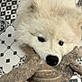 Tokyo participe au concours pour gagner de l'argent avec cette photo : dog, white_dog, fluffy, toy, tug_of_war, playful, pet, indoor, floor, patterned_tiles, black_and_white, animal, cute, fur, canine, mouth, nose, ears, close_up, playtime