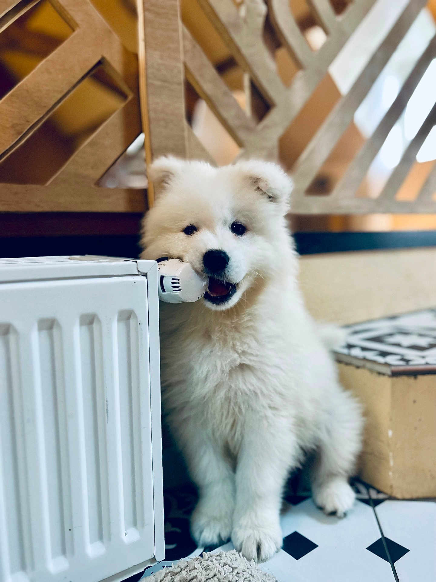 Tokyo participe au concours pour gagner de l'argent avec cette photo : puppy, dog, white, fluffy, indoor, radiator, valve, floor, tile_floor, playful, cute, pet, animal, fur, young_dog, sitting, home, cozy, lattice, background