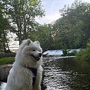 Tokyo a rejoint le concours — aidez-le/la à gagner de superbes lots ! dog, samoyed, white_fur, outdoor, river, waterfall, trees, grass, nature, canine, pet, animal, sitting, water, daylight, scenic, forest, happy, landscape, leash