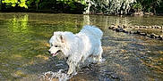 Tokyo a rejoint le concours — aidez-le/la à gagner de superbes lots ! dog, white_dog, water, river, splashing, nature, trees, greenery, outdoor, sunny, grass, flowering_tree, summer, animal, canine, fur, daylight, recreation, playful, scenic