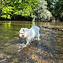 dog, white_dog, water, river, splashing, nature, trees, greenery, outdoor, sunny, grass, flowering_tree, summer, animal, canine, fur, daylight, recreation, playful, scenic