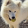 Tokyo a rejoint le concours — aidez-le/la à gagner de superbes lots ! dog, white_dog, tennis_ball, fluffy, outdoor, gravel, pet, canine, playful, fur, animal, sunlight, daytime, closeup, nose, ears, mouth, standing, nature, cute
