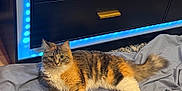 Misty is registered to the contest to win money with this photo: cat, animal, pet, feline, fluffy, tabby, orange, white, gray, indoor, blanket, furniture, dresser, led_lights, blue_light, relaxing, resting, curious, eyes, tail