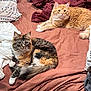 Misty joined the competition — help win amazing prizes! cat, feline, bed, blanket, pillow, orange_cat, tabby_cat, fluffy, domestic_animal, indoor, pet, resting, cute, fur, whiskers, relaxed, sleepy, animal, cozy, two_cats