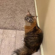 Misty joined the competition — help win amazing prizes! cat, fluffy, fur, tail, wooden_floor, beige_wall, indoor, pet, curious, sitting, looking_up, household, cozy, animal, domestic, mammal, feline, cute, companion, texture