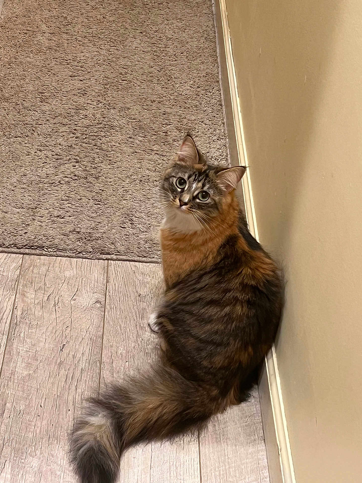 Misty joined the competition — help win amazing prizes! cat, fluffy, fur, tail, wooden_floor, beige_wall, indoor, pet, curious, sitting, looking_up, household, cozy, animal, domestic, mammal, feline, cute, companion, texture