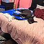 Angel joined the competition — help win amazing prizes! animal, bed, blanket, cat, cozy, curtains, dog, floor, furniture, household_items, indoor, laundry_basket, pet, pillow, pink_wall, relaxation, resting_dog, room, sleeping_cat, soft_toys