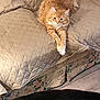 cat, orange_tabby, couch, quilted, furniture, pet, indoor, relaxing, stretching, dog, black_dog, floor, home, animal, domestic, cozy, living_room, fur, companion, resting