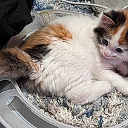Starlight is registered to the contest to win money with this photo: kitten, cat, calico, fur, pet, animal, cute, curious, toy, plastic, circular, carpet, texture, indoor, small, whiskers, ears, laying, young, fluffy