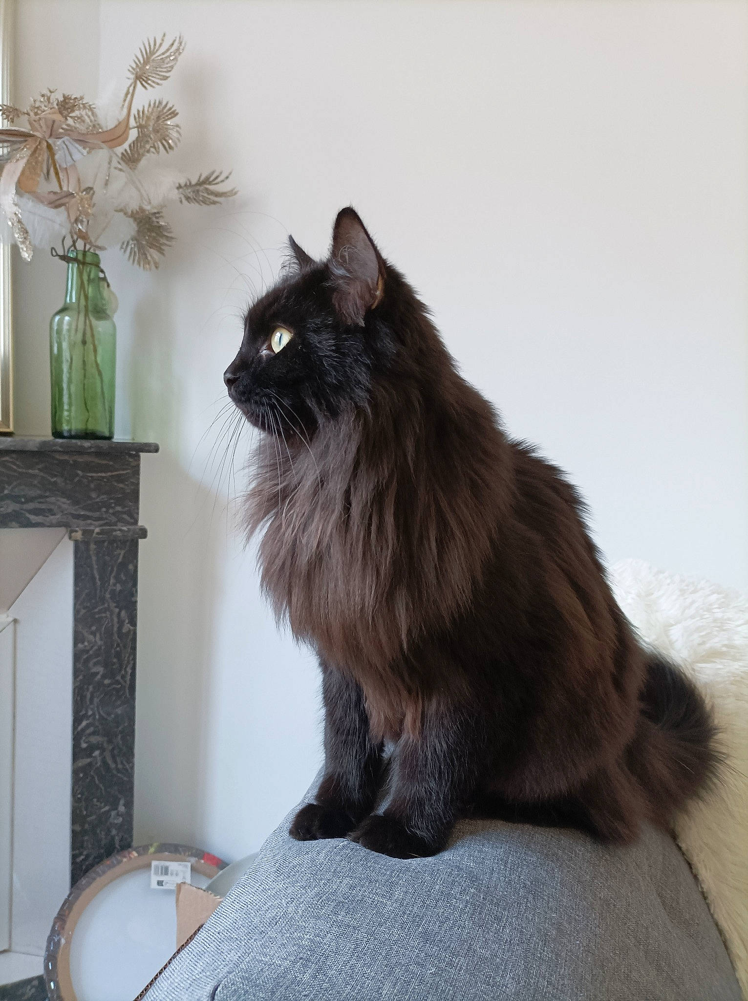 Tiboo a rejoint le concours — aidez-le/la à gagner de superbes lots ! black_cat, british_longhair, carnivore, cat, felidae, fur, grey, picture_frame, plant, sitting, small_to_medium_sized_cats, tail, tree, whiskers, window, wood