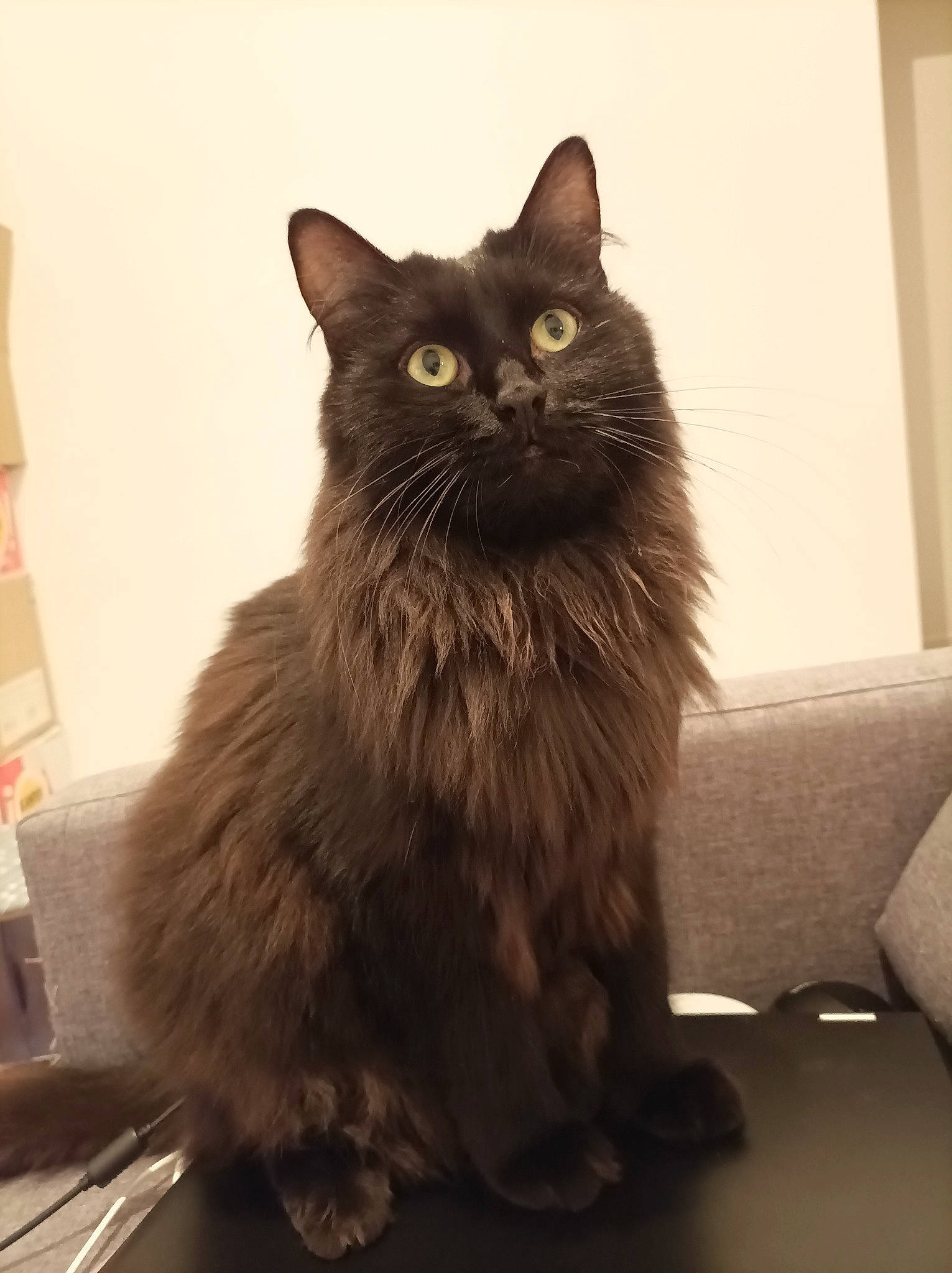 Tiboo participe au concours pour gagner de l'argent avec cette photo : black_cat, box, brown, carnivore, cat, comfort, couch, domestic_short_haired_cat, felidae, flooring, fur, grey, iris, sitting, small_to_medium_sized_cats, snout, tail, terrestrial_animal, tints_and_shades, whiskers