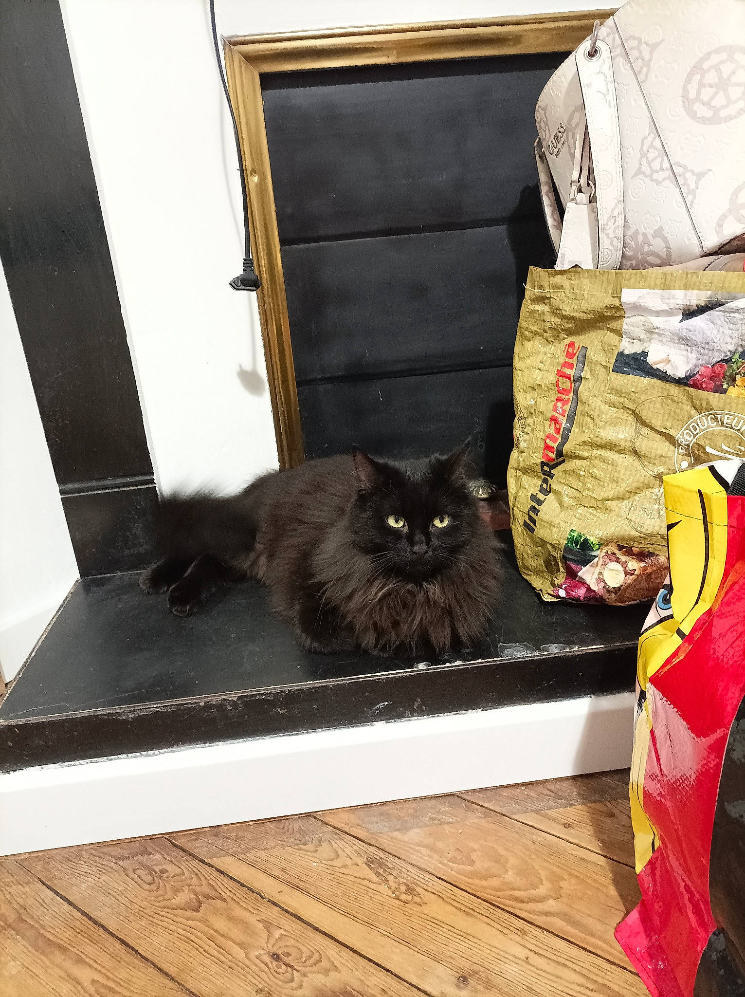 Tiboo participe au concours pour gagner de l'argent avec cette photo : bag, brown, carnivore, cat, comfort, felidae, floor, flooring, fur, grey, hardwood, pattern, rectangle, room, small_to_medium_sized_cats, table, tail, vertebrate, whiskers, wood