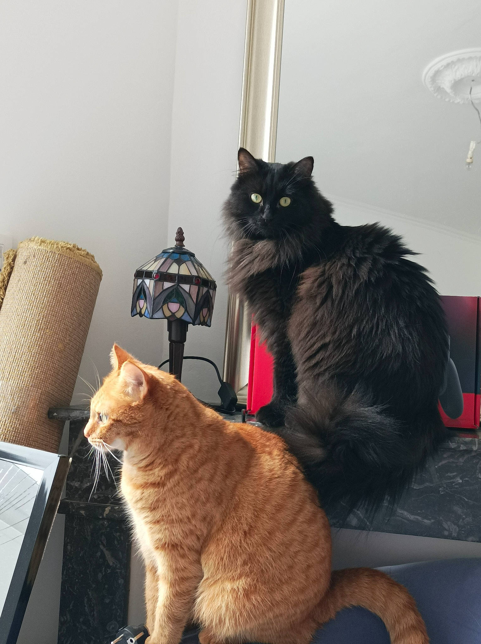 Tiboo a rejoint le concours — aidez-le/la à gagner de superbes lots ! black_cat, carnivore, cat, claw, comfort, domestic_short_haired_cat, felidae, fur, paw, plant, room, sitting, small_to_medium_sized_cats, snout, tail, whiskers, wood