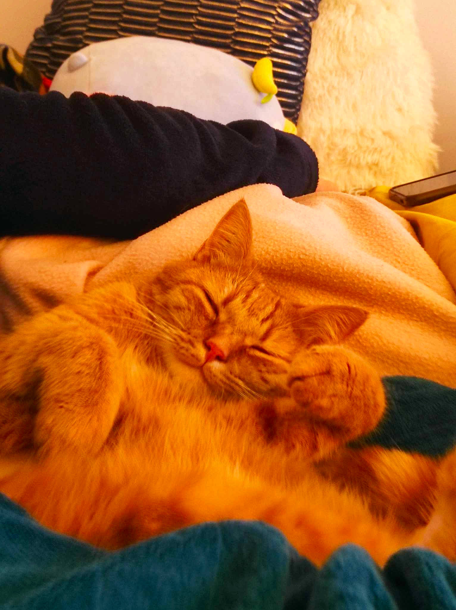 Sancho participe au concours pour gagner de l'argent avec cette photo : bed, bedding, carnivore, cat, comfort, domestic_short_haired_cat, duvet, fawn, felidae, fur, linens, nap, orange, pillow, room, small_to_medium_sized_cats, tail, textile, whiskers, wood