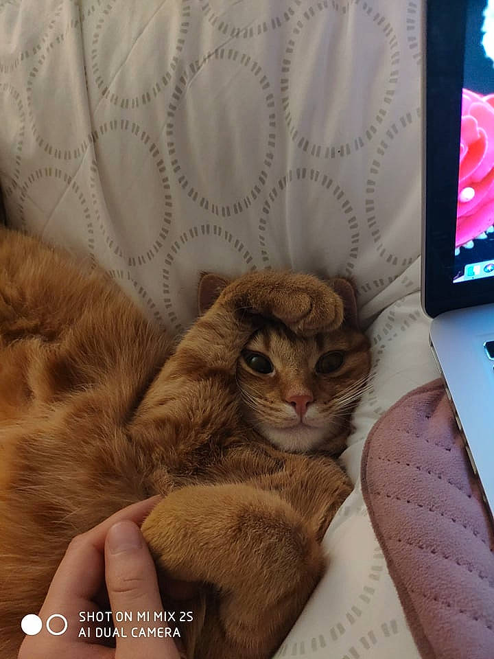 Sancho a rejoint le concours — aidez-le/la à gagner de superbes lots ! carnivore, cat, claw, comfort, domestic_short_haired_cat, fawn, felidae, fur, gesture, linens, nail, paw, peach, plant, small_to_medium_sized_cats, tail, textile, whiskers