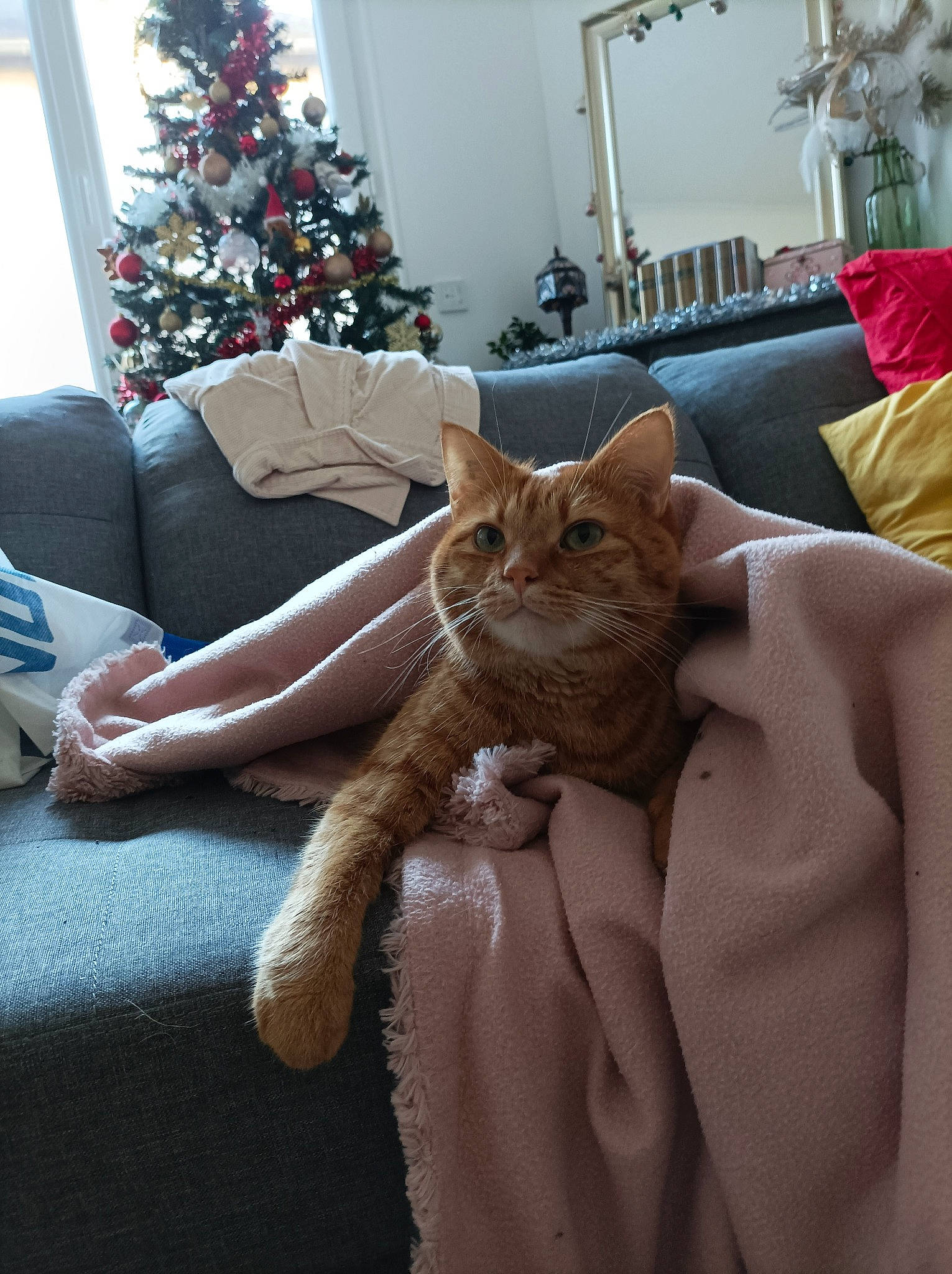 Sancho participe au concours pour gagner de l'argent avec cette photo : carnivore, cat, christmas, christmas_decoration, christmas_ornament, christmas_tree, comfort, couch, fawn, felidae, holiday_ornament, interior_design, lap, living_room, ornament, picture_frame, small_to_medium_sized_cats, whiskers, white, wood