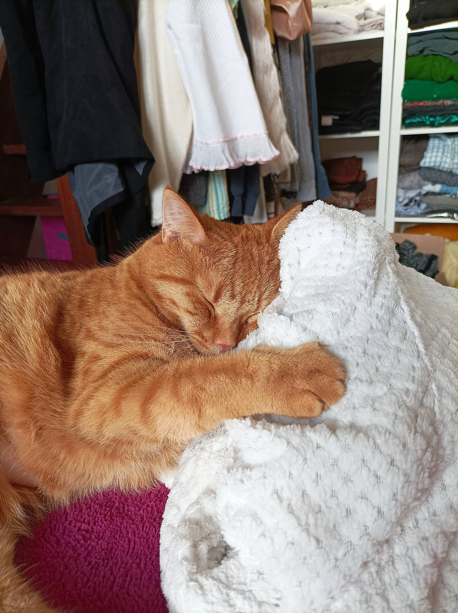 Sancho participe au concours pour gagner de l'argent avec cette photo : carnivore, cat, child, claw, comfort, domestic_short_haired_cat, fawn, felidae, flooring, fur, hat, human_leg, lap, linens, nap, paw, small_to_medium_sized_cats, tail, whiskers, wood