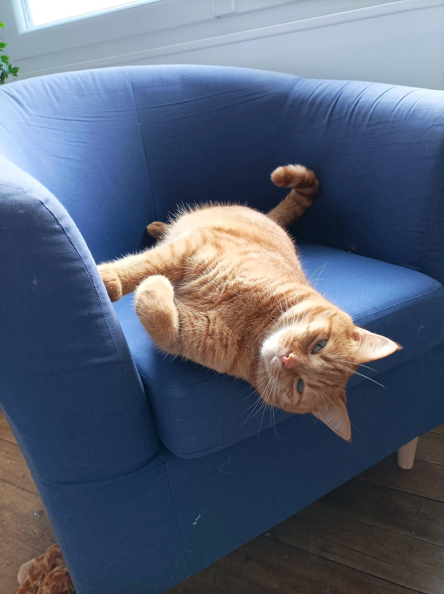 Sancho participe au concours pour gagner de l'argent avec cette photo : armrest, carnivore, cat, cat_supply, chair, comfort, couch, domestic_short_haired_cat, felidae, flooring, fur, furniture, hardwood, living_room, outdoor_furniture, pet_supply, small_to_medium_sized_cats, tail, whiskers, wood