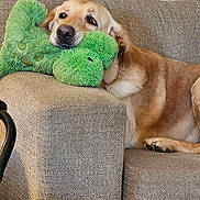 Beau is registered to the contest to win money with this photo: dog, golden_retriever, couch, plush_toy, green_toy, indoor, relaxed, pet, furniture, living_room, resting, brown_fur, cozy, canine, home, domestic_animal, cute, animal, laying_down, comfy
