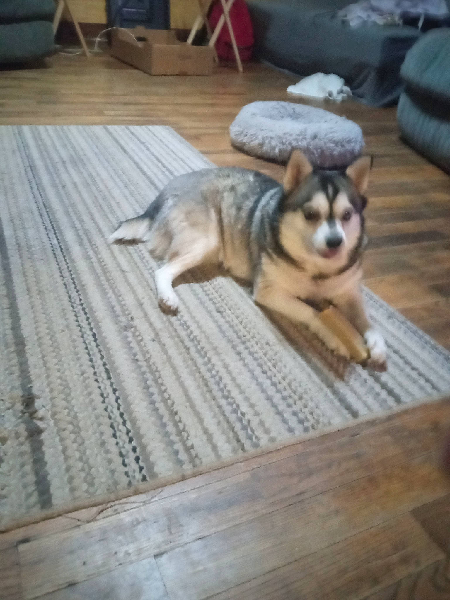 Kai Kai is registered to the contest to win money with this photo: canis, carnivore, companion_dog, dog, dog_breed, fawn, floor, flooring, fur, hardwood, mammal, plank, sled_dog, snout, terrestrial_animal, whiskers, wildlife, wood, wood_flooring, wood_stain