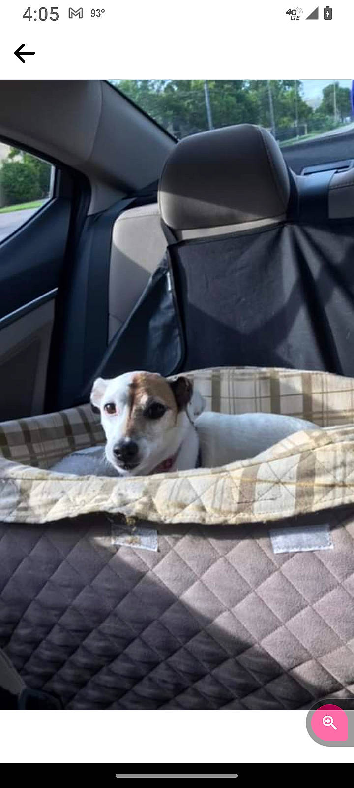 Princess is registered to the contest to win money with this photo: automotive_exterior, car, car_seat, car_seat_cover, carnivore, comfort, companion_dog, dog, dog_breed, dog_supply, family_car, fawn, head_restraint, linens, motor_vehicle, personal_luxury_car, vehicle, vehicle_door, window, working_animal