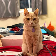 Kallee Mae joined the competition — help win amazing prizes! cat, orange_cat, pet, indoor, sitting, bed, blanket, collar, tag, curious, feline, closeup, fur, whiskers, ears, tail, window, curtains, clutter, room