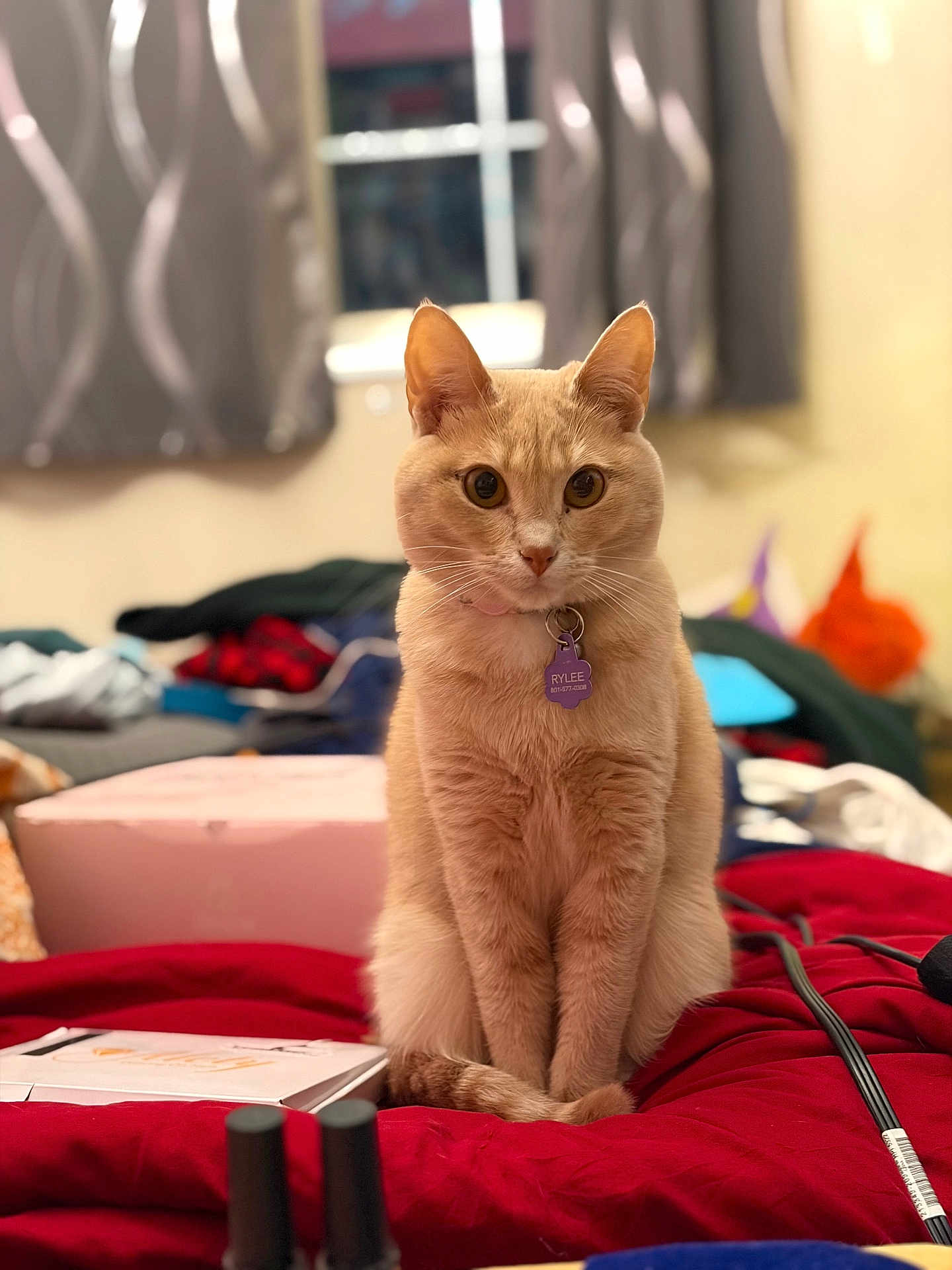 Kallee Mae joined the competition — help win amazing prizes! cat, orange_cat, pet, indoor, sitting, bed, blanket, collar, tag, curious, feline, closeup, fur, whiskers, ears, tail, window, curtains, clutter, room