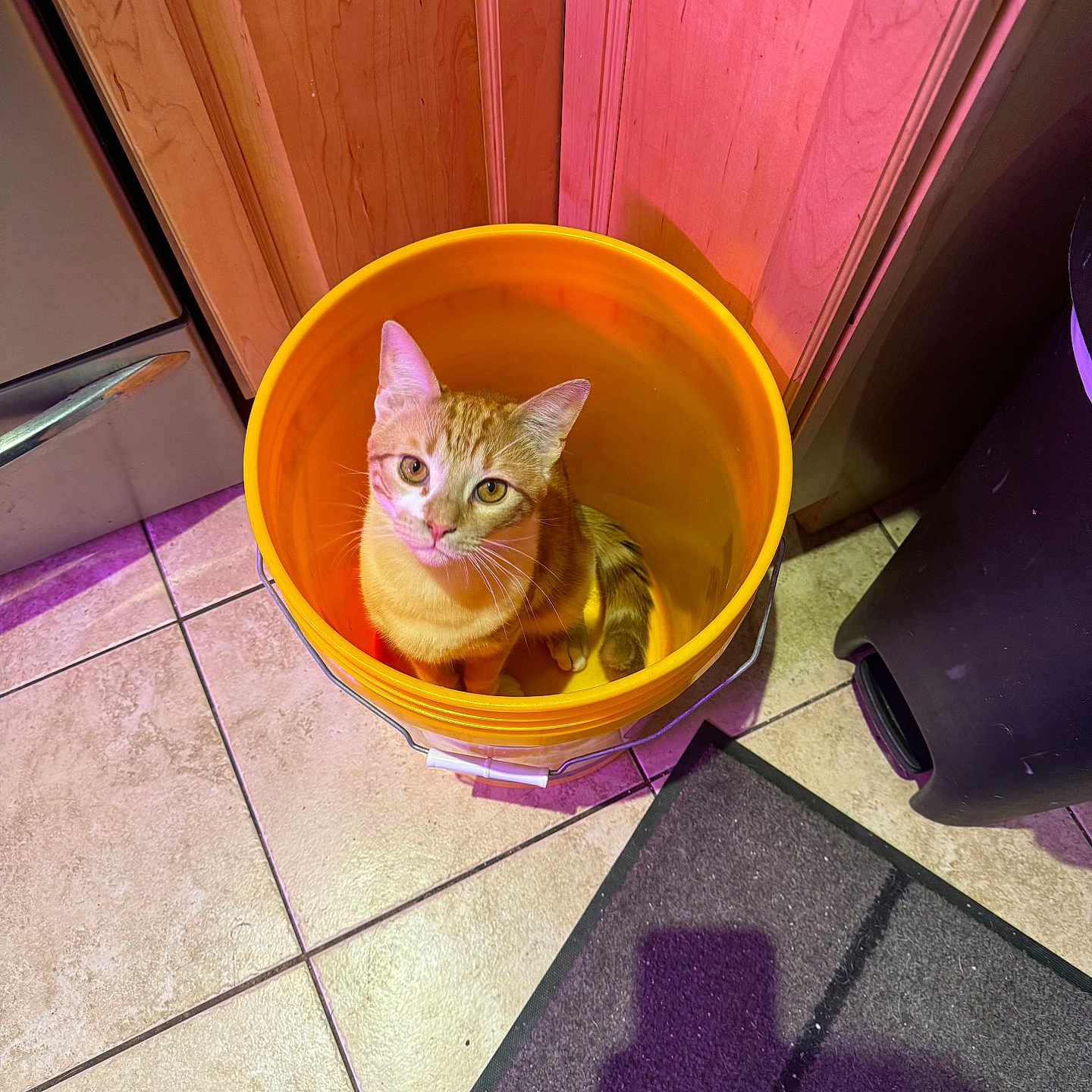 Tigger joined the competition — help win amazing prizes! abyssinian, alloywheel, animal, bucket, car, carwheel, cat, cookware, hardwood, kitten, machine, pet, plywood, pot, spoke, tire, transportation, vehicle, wheel, wood