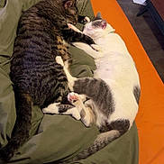 Hamilton And Baxter is registered to the contest to win money with this photo: cat, sleeping, tabby_cat, white_cat, pets, bed, blanket, cozy, indoor, animal, fur, cute, relaxation, snuggling, resting, tail, paw, companion, domestic_cat, two_cats