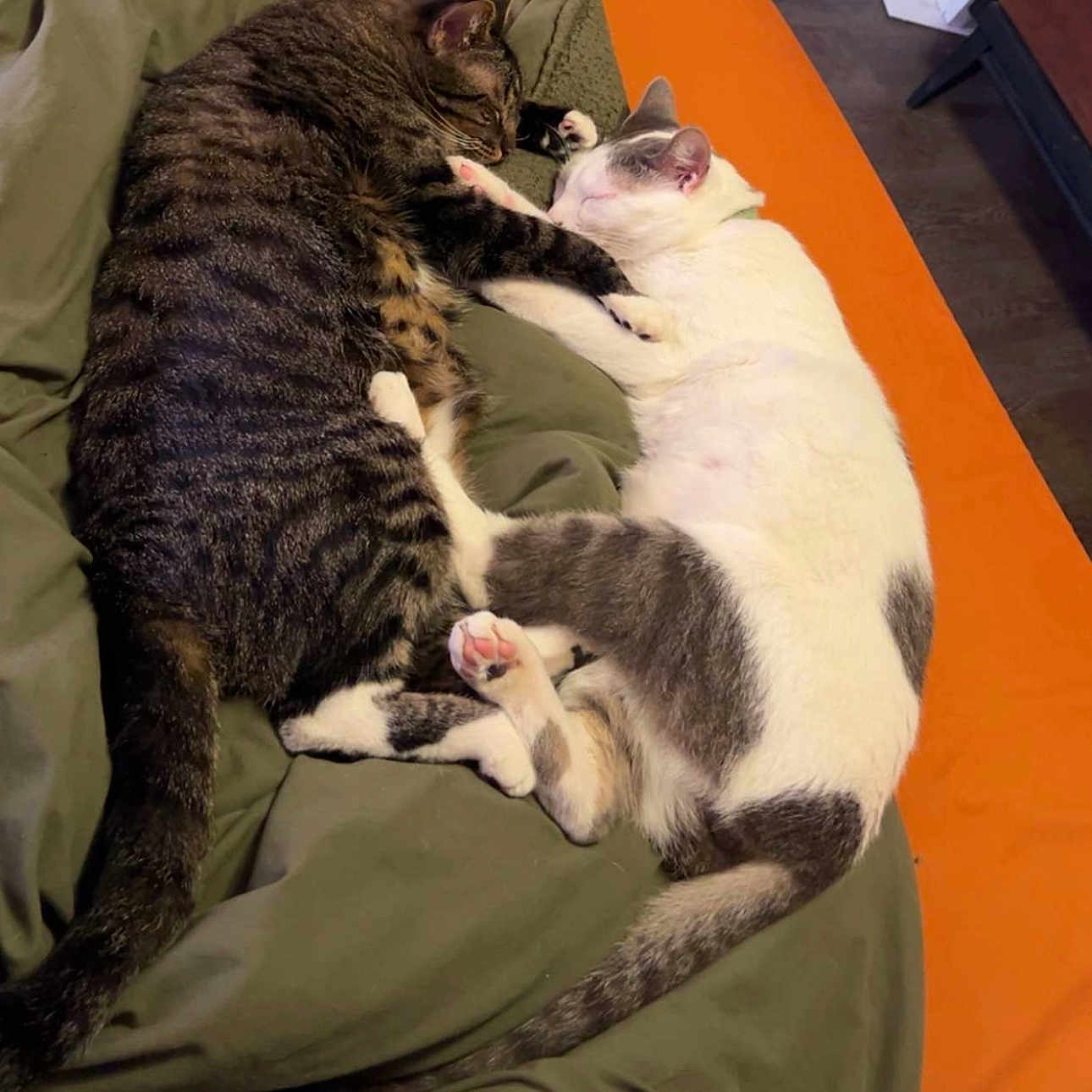 Hamilton And Baxter is registered to the contest to win money with this photo: animal, bed, blanket, cat, companion, cozy, cute, domestic_cat, fur, indoor, paw, pets, relaxation, resting, sleeping, snuggling, tabby_cat, tail, two_cats, white_cat