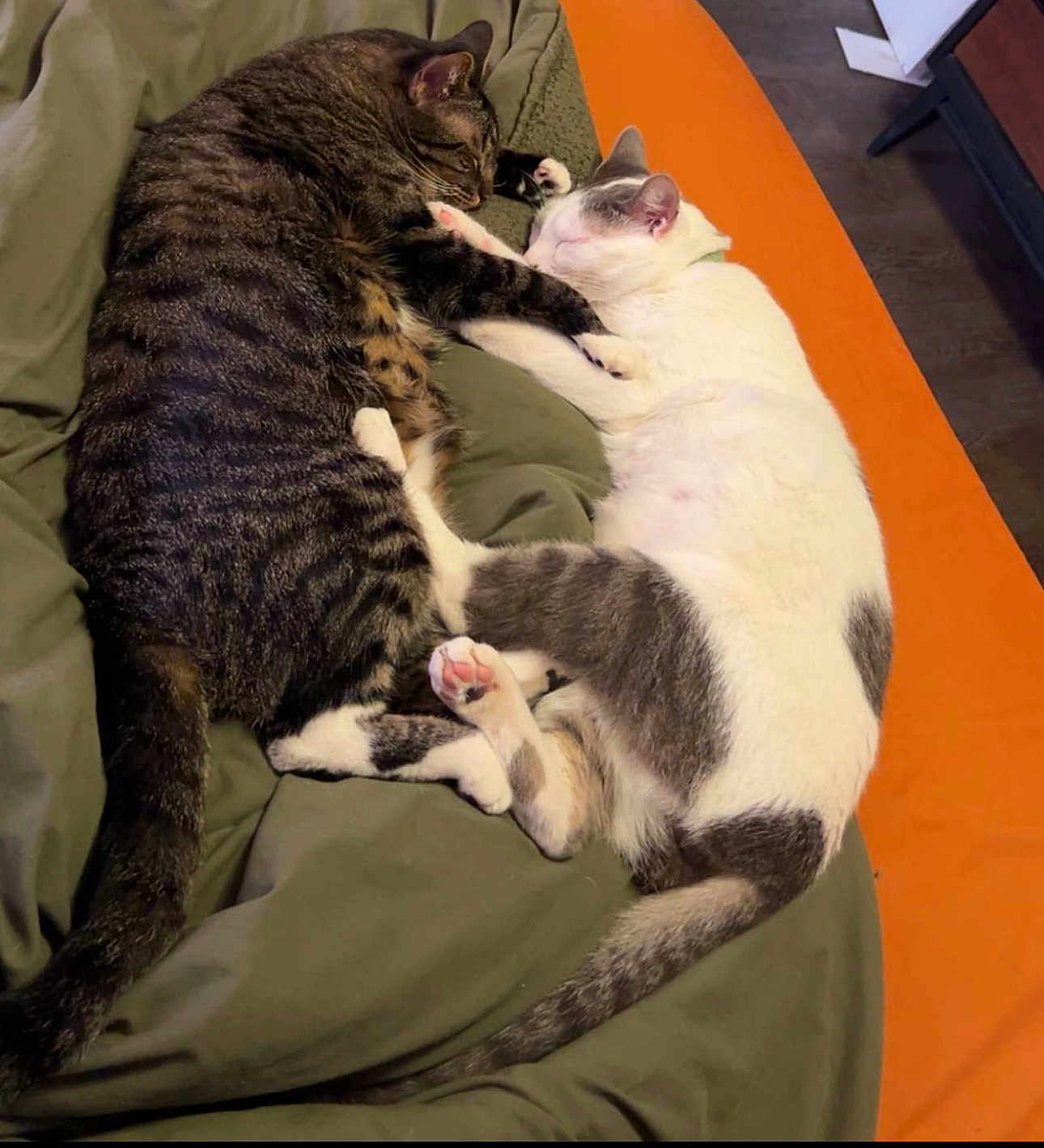 Hamilton And Baxter is registered to the contest to win money with this photo: cat, sleeping, tabby_cat, white_cat, pets, bed, blanket, cozy, indoor, animal, fur, cute, relaxation, snuggling, resting, tail, paw, companion, domestic_cat, two_cats