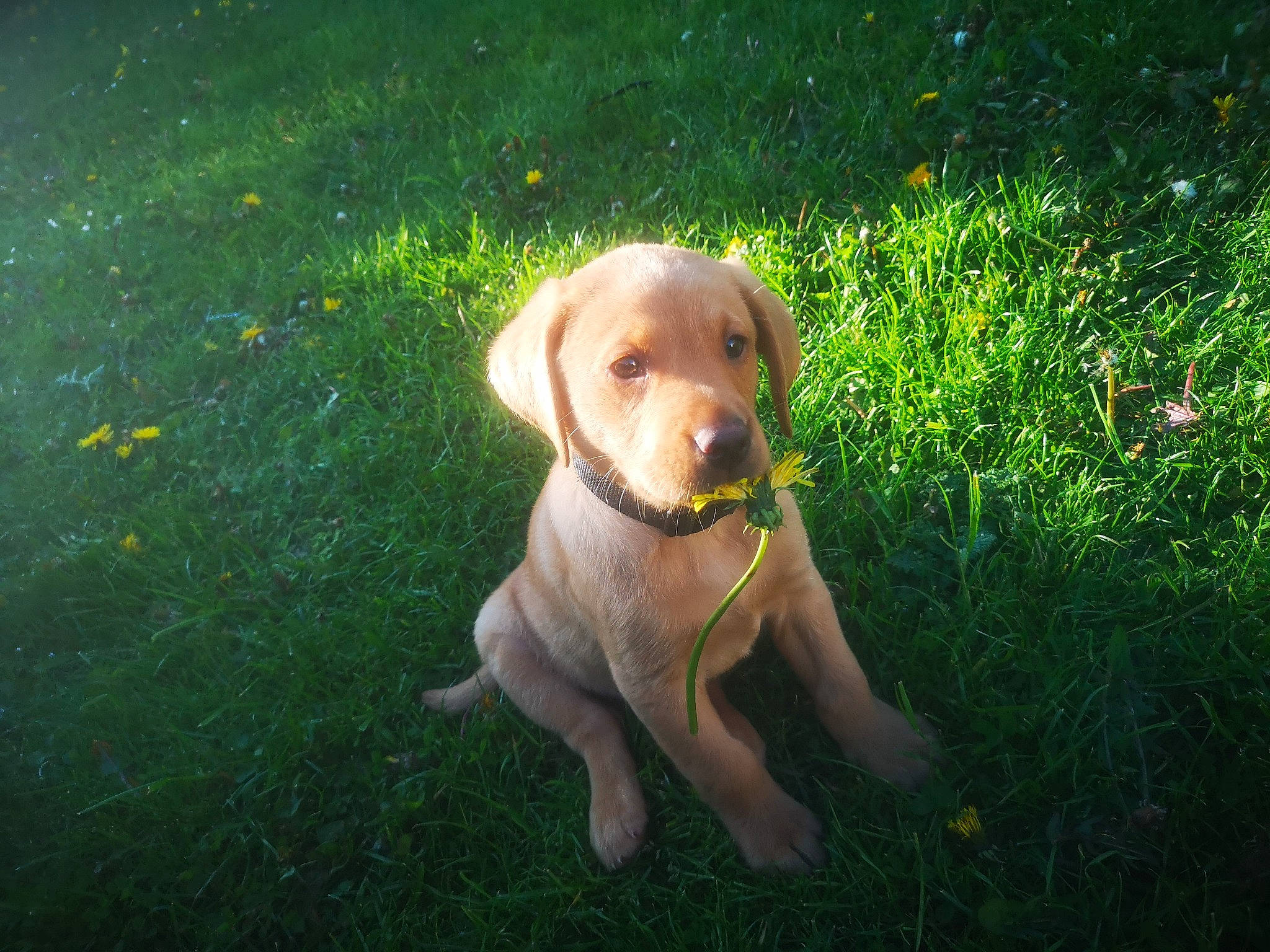 Toby is registered to the contest to win money with this photo: carnivore, companion_dog, dog, dog_breed, dog_collar, fawn, grass, groundcover, gun_dog, hunting_dog, liver, plant, sporting_group, tail, terrestrial_animal, whiskers, wood, working_animal