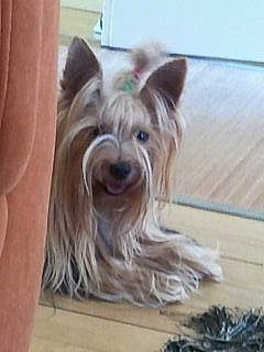 Douce a rejoint le concours — aidez-le/la à gagner de superbes lots ! biewer_terrier, canidae, carnivore, companion_dog, dog, dog_breed, dog_supply, ear, fawn, flooring, fur, hardwood, liver, small_terrier, snout, sporting_group, terrier, toy_dog, wood, working_animal