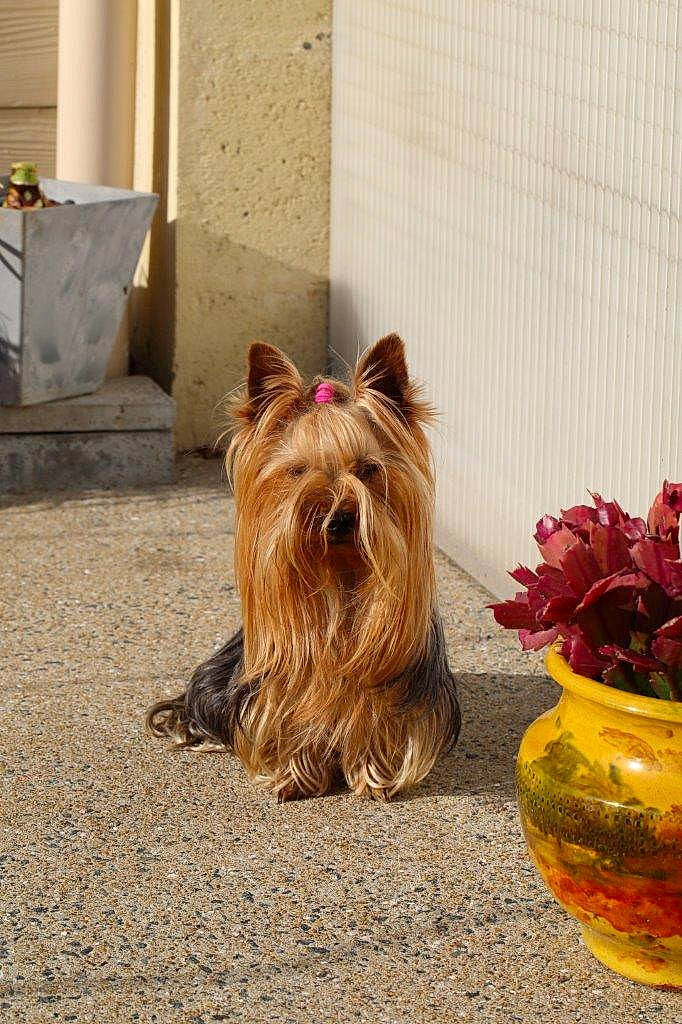 Douce a rejoint le concours — aidez-le/la à gagner de superbes lots ! artificial_flower, canidae, carnivore, collar, companion_dog, dog, dog_breed, dog_supply, fashion_accessory, fawn, flower, flower_arranging, liver, petal, plant, small_terrier, sporting_group, terrier, toy_dog, working_animal