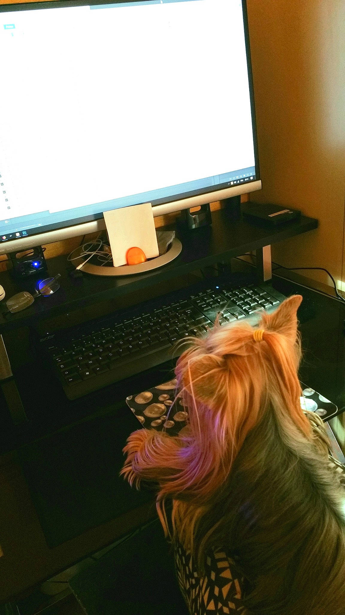 Douce a rejoint le concours — aidez-le/la à gagner de superbes lots ! audio_equipment, carnivore, computer, computer_desk, computer_hardware, computer_keyboard, computer_monitor, computer_monitor_accessory, desk, desktop_computer, dog, gadget, input_device, netbook, office_equipment, output_device, peripheral, personal_computer, space_bar, table