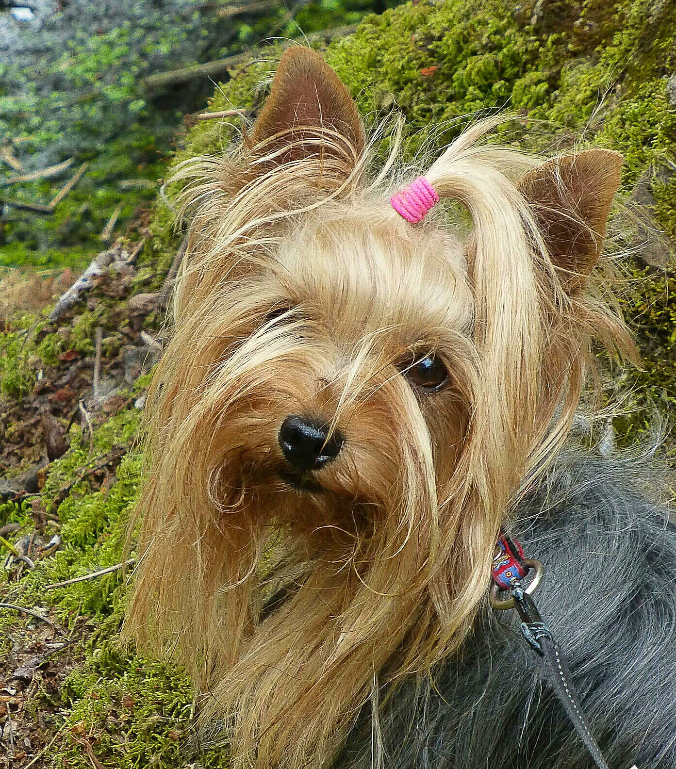 Douce a rejoint le concours — aidez-le/la à gagner de superbes lots ! carnivore, collar, companion_dog, dog, dog_breed, dog_collar, dog_supply, fashion_accessory, fawn, fur, grass, leash, liver, plant, small_terrier, snout, sporting_group, terrier, toy_dog, working_animal