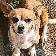 Diego joined the competition — help win amazing prizes! alert, animal, brown_fur, canine, carpet, companion, cute, dog, domestic, ears, friendly, fur_texture, indoor, looking_up, paw, pet, sitting, small_dog, tail, white_fur