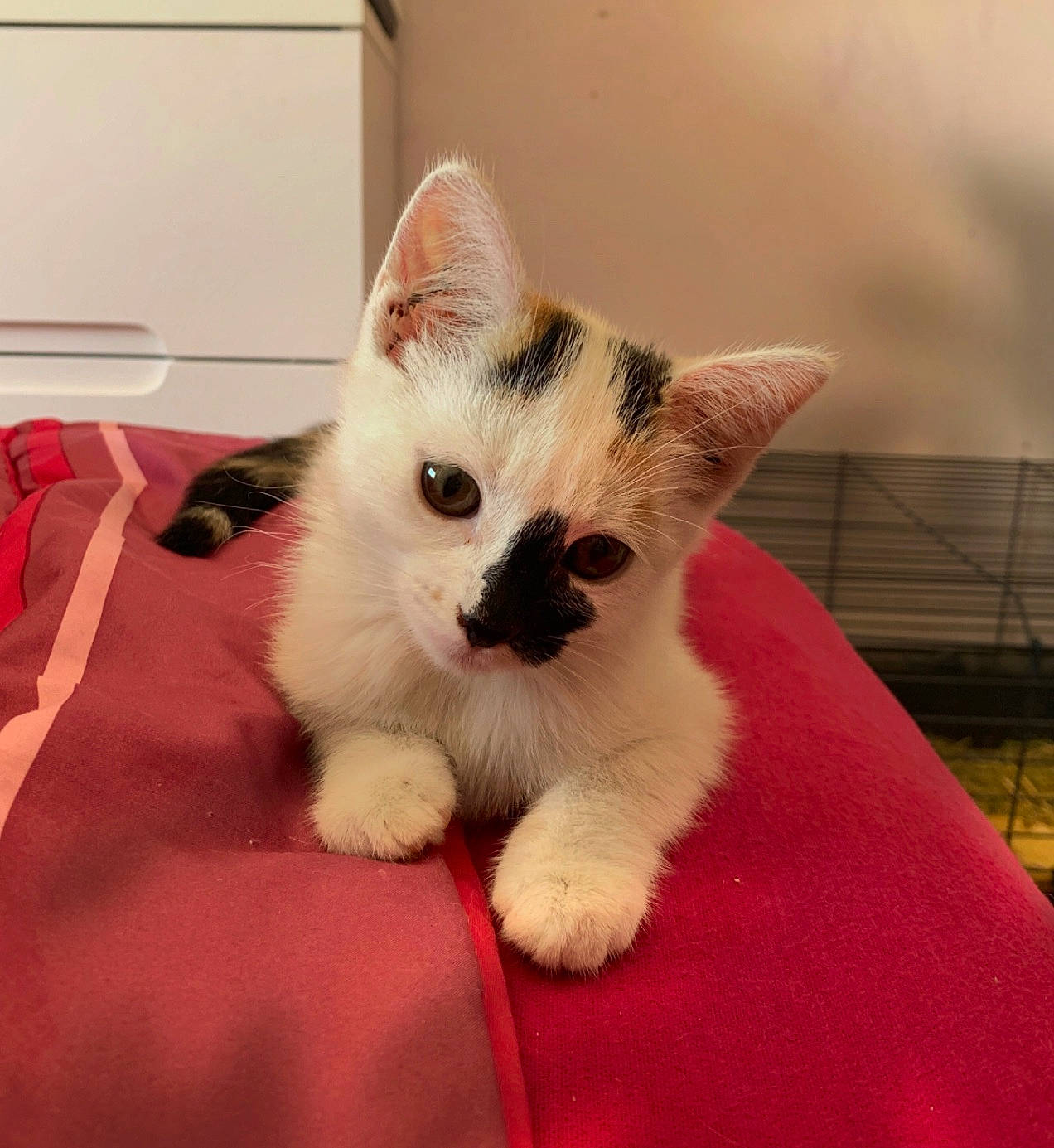 Raclette participe au concours pour gagner de l'argent avec cette photo : box, carnivore, cat, cat_supply, claw, comfort, domestic_short_haired_cat, eyelash, fawn, felidae, fur, mesh, paw, small_to_medium_sized_cats, snout, tail, whiskers