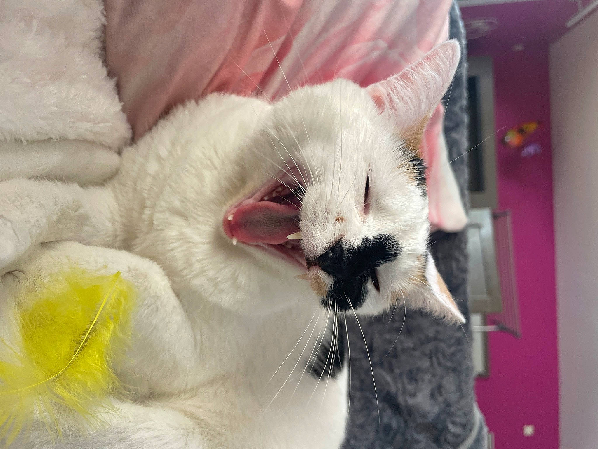 Raclette a rejoint le concours — aidez-le/la à gagner de superbes lots ! carnivore, cat, claw, comfort, domestic_short_haired_cat, fang, fawn, felidae, fur, linens, pattern, paw, petal, small_to_medium_sized_cats, snout, tail, terrestrial_animal, whiskers