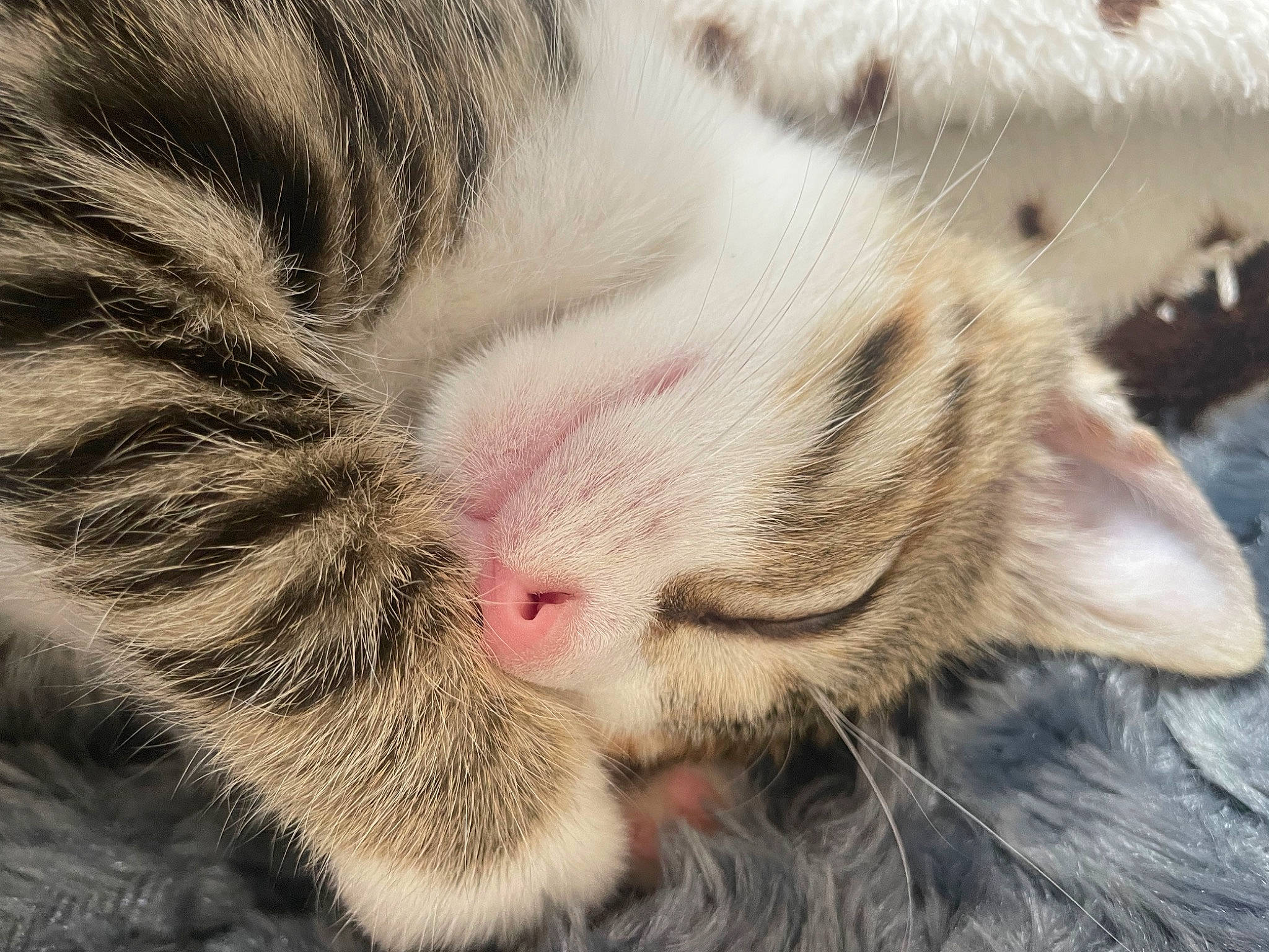 Tartiflette participe au concours pour gagner de l'argent avec cette photo : carnivore, cat, claw, comfort, domestic_short_haired_cat, felidae, foot, fur, nap, paw, sleep, small_to_medium_sized_cats, snout, terrestrial_animal, whiskers