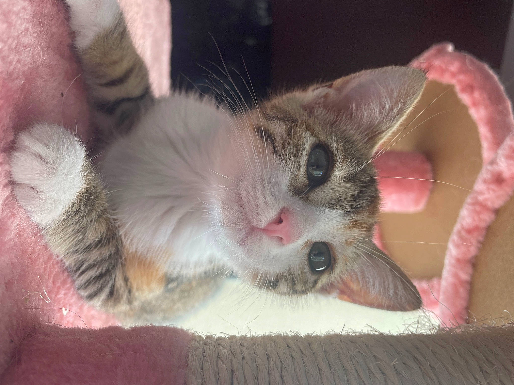 Tartiflette participe au concours pour gagner de l'argent avec cette photo : animal_shelter, carnivore, cat, cat_supply, claw, domestic_short_haired_cat, fawn, felidae, foot, fur, paw, small_to_medium_sized_cats, snout, tail, whiskers