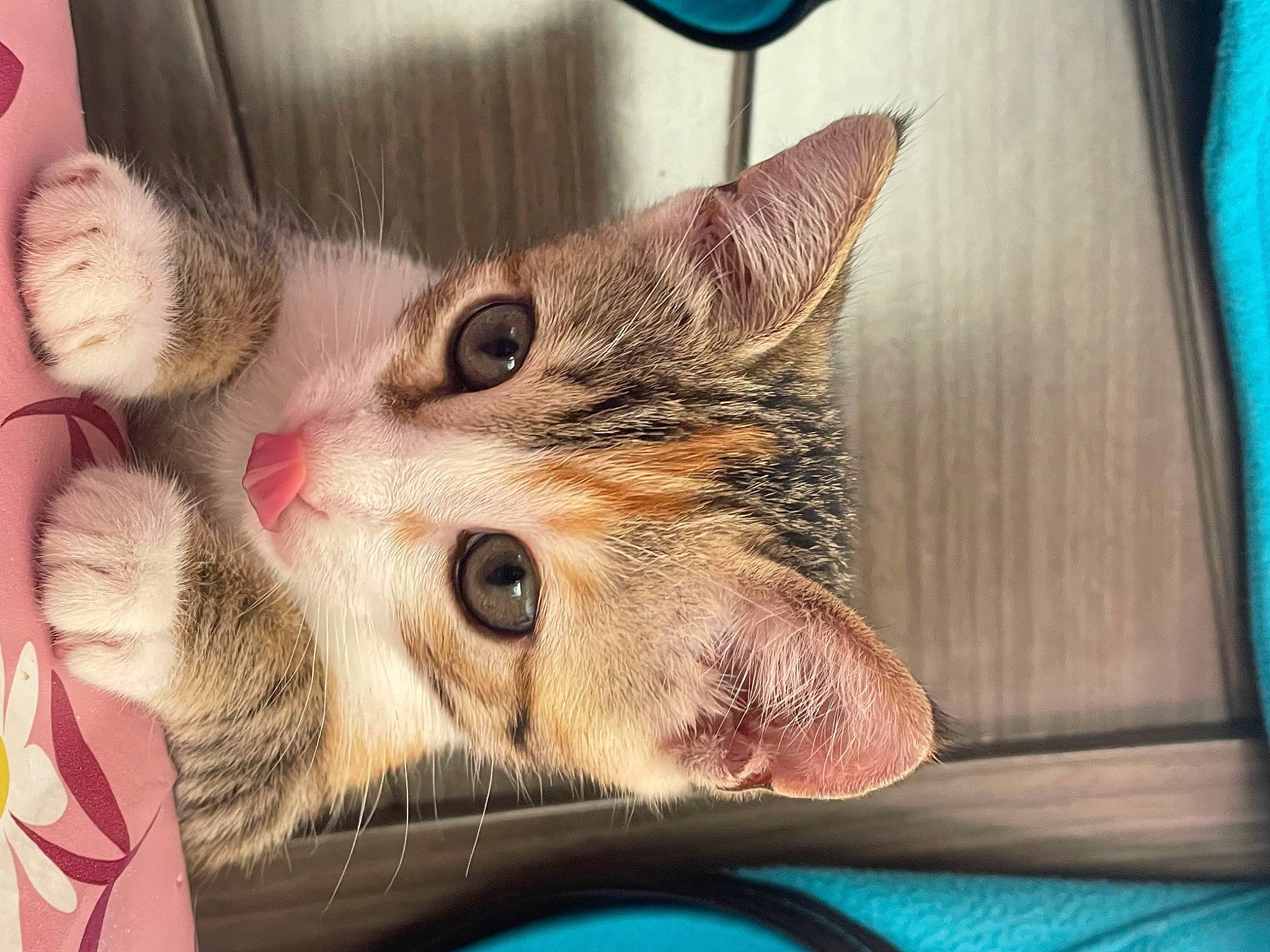 Tartiflette a rejoint le concours — aidez-le/la à gagner de superbes lots ! blue, carnivore, cat, claw, comfort, domestic_short_haired_cat, felidae, foot, fur, paw, rectangle, small_to_medium_sized_cats, snout, whiskers, wood