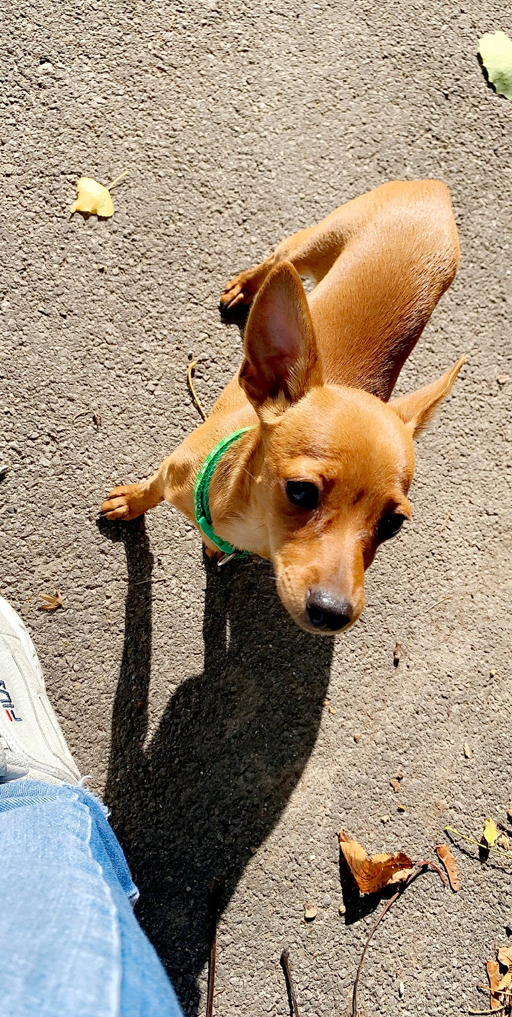 Lucy a rejoint le concours — aidez-le/la à gagner de superbes lots ! aspin, canidae, carnivore, companion_dog, corgi_chihuahua, dog, dog_breed, ear, fawn, feist, mammal, potcake_dog, snout, sporting_group, street_dog