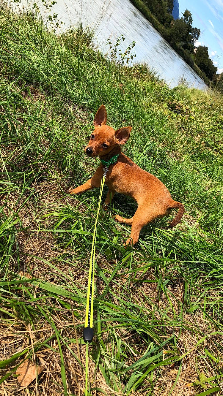Lucy participe au concours pour gagner de l'argent avec cette photo : canidae, carnivore, cirneco_delletna, dog, dog_breed, fawn, german_pinscher, grass, hunting_dog, mammal, miniature_pinscher, plant