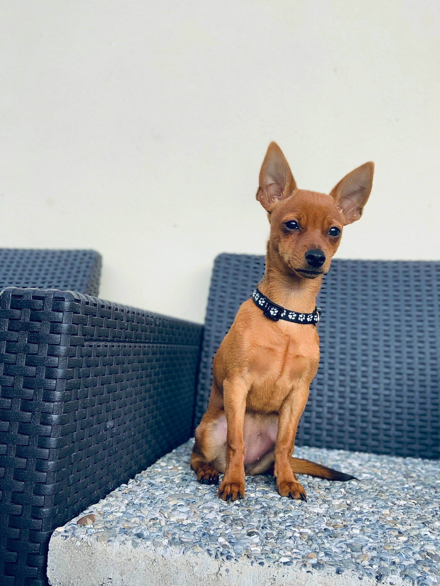 Lucy a rejoint le concours — aidez-le/la à gagner de superbes lots ! canidae, carnivore, chihuahua, companion_dog, dog, dog_breed, dog_collar, english_toy_terrier, fawn, german_pinscher, mammal, miniature_pinscher, pinscher, prazsky_krysarik, russkiy_toy, snout, toy_dog, toy_fox_terrier, vertebrate