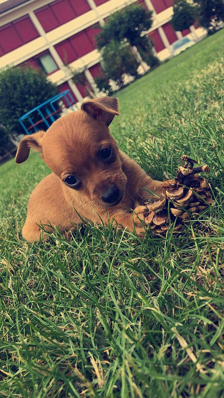 Lucy participe au concours pour gagner de l'argent avec cette photo : canidae, carnivore, chihuahua, companion_dog, dog, dog_breed, ear, fawn, grass, mammal, miniature_pinscher, nose, patterdale_terrier, puppy, snout, sporting_group, toy_dog