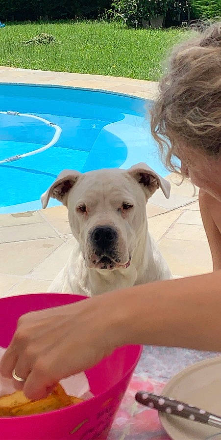 Guess participe au concours pour gagner de l'argent avec cette photo : canidae, carnivore, collar, comfort, companion_dog, dog, dog_breed, dog_collar, dogo_argentino, fawn, guard_dog, leisure, recreation, snout, sporting_group, swimming_pool, toy_dog, water, working_animal, wrinkle