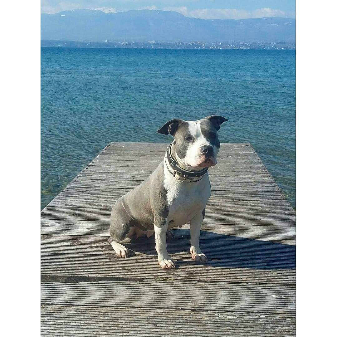 Haïka a rejoint le concours — aidez-le/la à gagner de superbes lots ! american_pit_bull_terrier, american_staffordshire_terrier, canidae, carnivore, companion_dog, dog, dog_breed, dog_collar, fawn, male, mammal, non_sporting_group, pit_bull, rare_breed_dog, sporting_group, staffordshire_bull_terrier, vertebrate